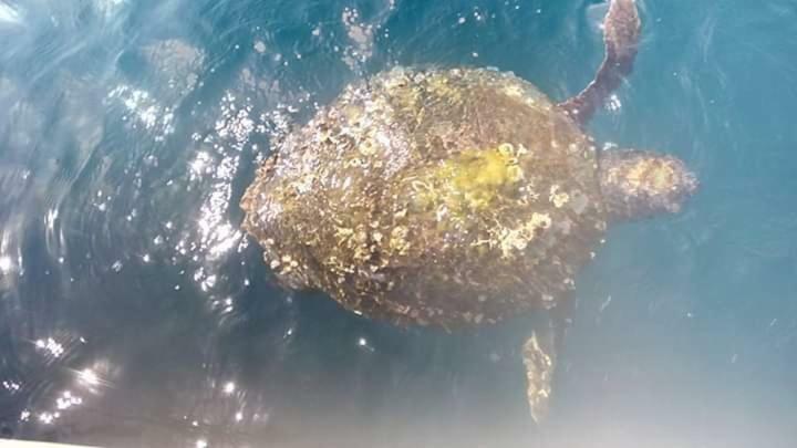 Nana Hotel Kamena Vourla Luaran gambar